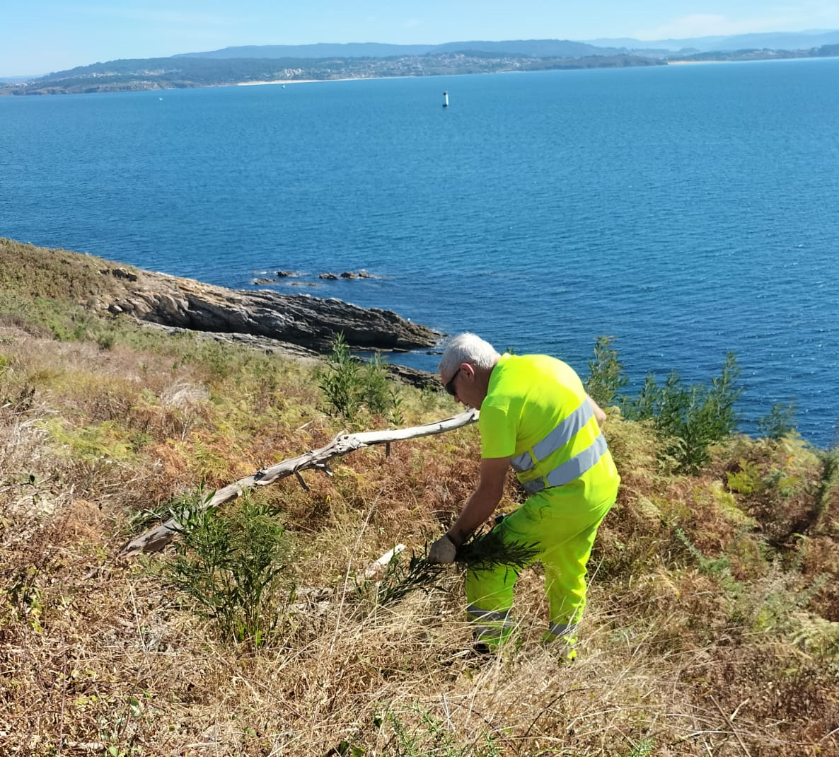 2025/07/19: Continúa la eliminación de plantas invasoras en la isla de Ons (Galicia) por LIFE INSULAR