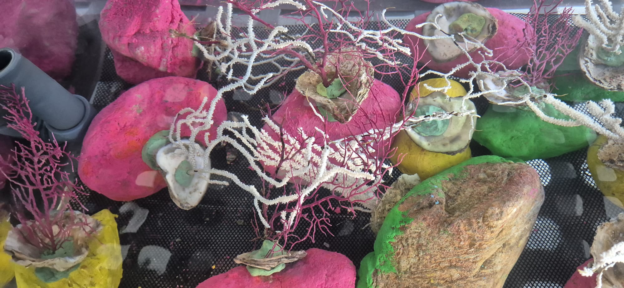 2025/01/23: Xornada de networking co proxecto CABALGA para o fomento da inclusión e a integración na restauración ambiental