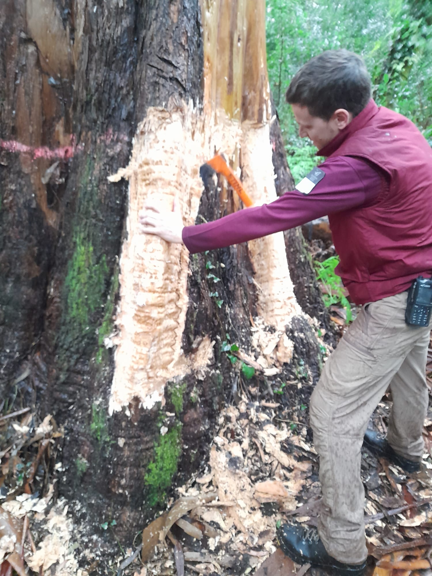 2025/03/30: Replication of the LIFE INSULAR methodology in the ring barking of eucalyptus in Cortegada island (Galicia)