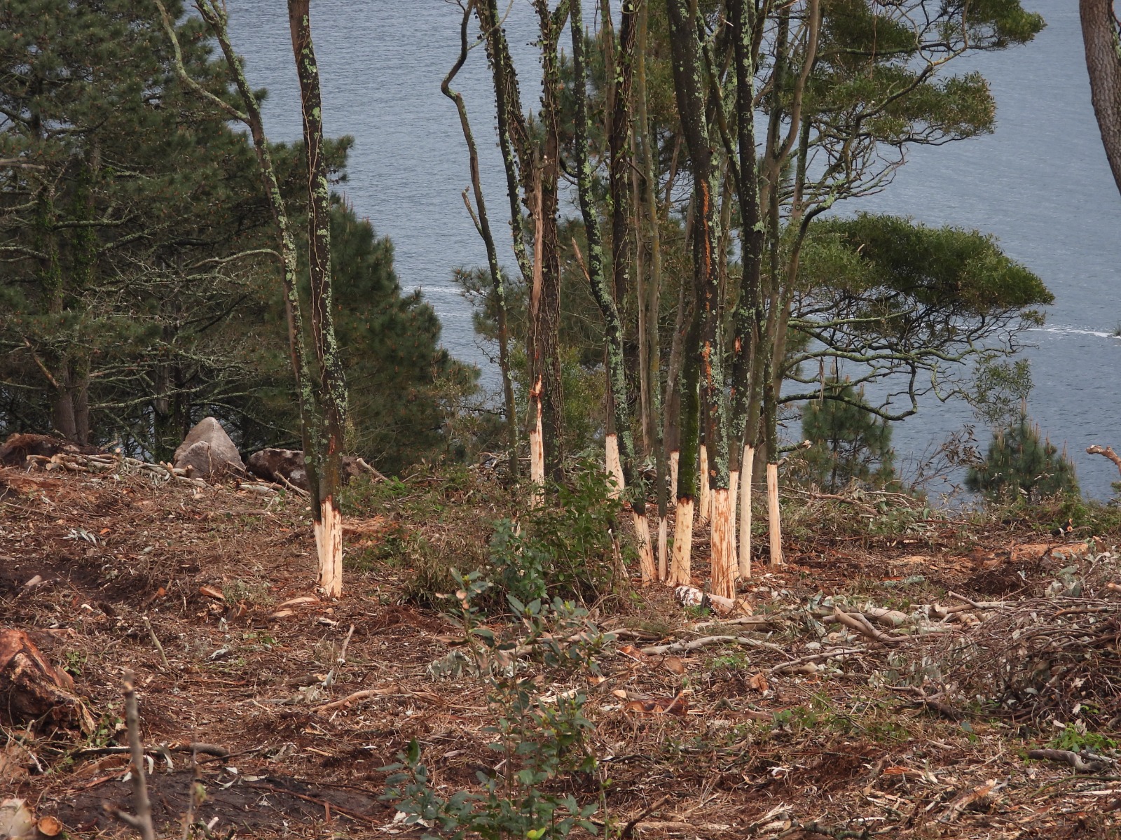 2025/04/07: Replication of LIFE INSULAR methodology for banding and elimination of invasive species in Cíes (Galicia)