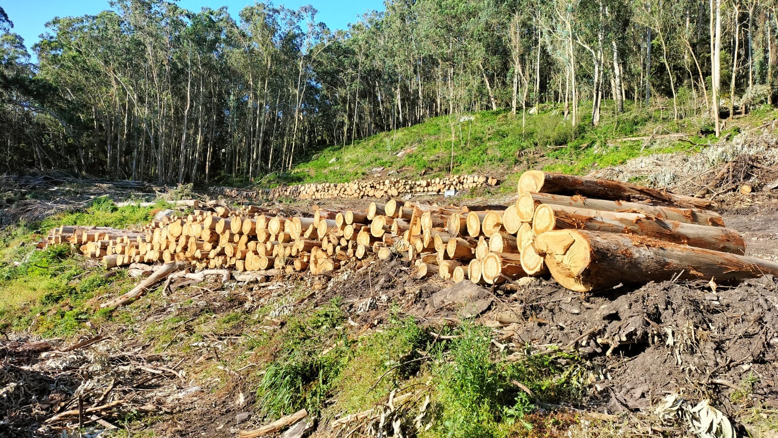 2026/04/13: Gran esforzo para a eliminación de eucaliptos nas Illas Cíes co obxectivo da restauración dos ecosistemas naturais