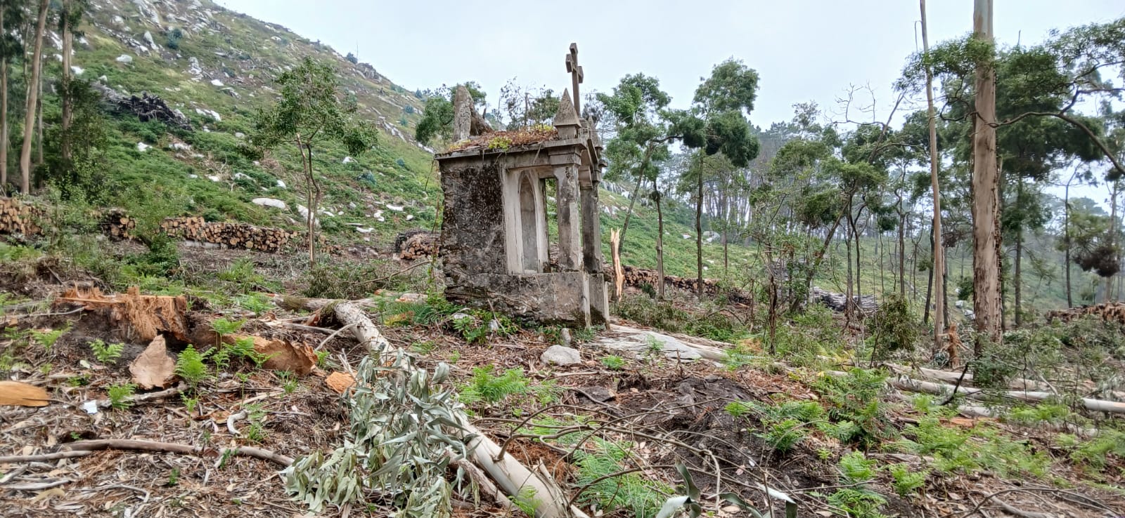 2025/06/18: Continúan los trabajos de eliminación de plantaciones forestales senescentes en la isla de San Martiño (Galicia) para promover los hábitats insulares