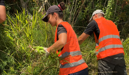 2025/07/01: Replicación de la metodología LIFE INSULAR para la eliminación de especies invasoras en el Parque Nacional de las Islas Atlánticas de Galicia