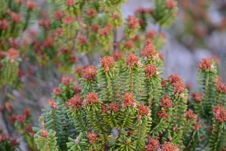 2026/04/05: La recuperación de la camariña en las Islas Cíes ejemplifica la prioridad europea de restaurar dunas y espacios litorales