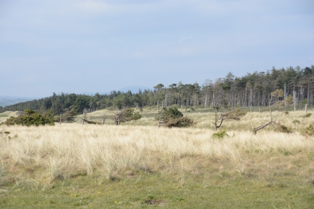 2023/05/23:  Los planes de Coillte para las plantaciones forestales sobre las dunas en Murvagh