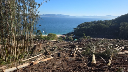 2025/10/02: Los trabajos de desmonte de plantaciones forestales están a punto de finalizar en la zona oeste de la isla de San Martiño (Galicia)