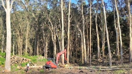 2026/05/03: Se retoman los trabajos de eliminación de formaciones forestales senescentes en San Martiño (Galicia)
