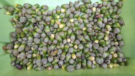 2026/09/11: Recogen bellotas de encina en la isla de San Martiño para reforzar la conservación de su población autóctona