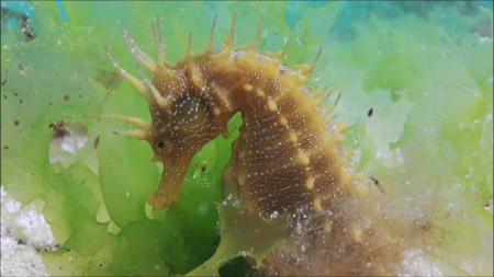 2025/10/24: El Parque Nacional de las Islas Atlánticas de Galicia publica un nuevo vídeo educativo infantil sobre los ecosistemas marinos.