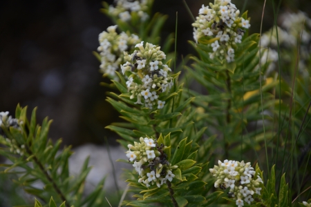 2023/07/13: LIFE INSULAR is carrying out a genetic analysis of dune habitats species in Galicia