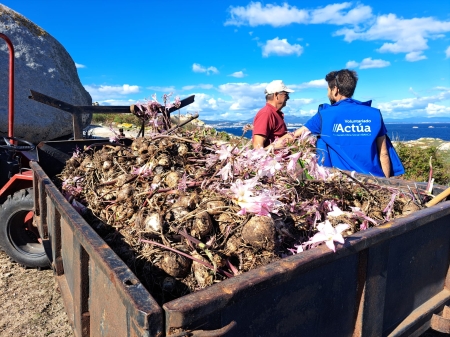 2022/09/26: Marítime-Terrestrial Galician Atlantic Islands National Park  carried out the elimination of a bulbous plant invasive alien species in Sálvora (Galicia, Spain)