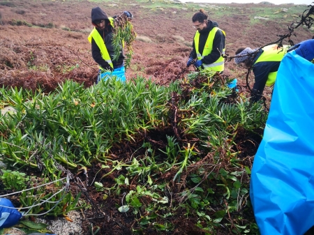 2022/11/17:  Manual elimination of invasive plants begins in the Maritime-Terrestrial Galician Atlantic Islands National Park by the LIFE INSULAR project