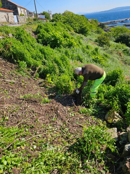 2025/05/23: LIFE INSULAR carries out IAS removal on the island of Ons (Galicia)