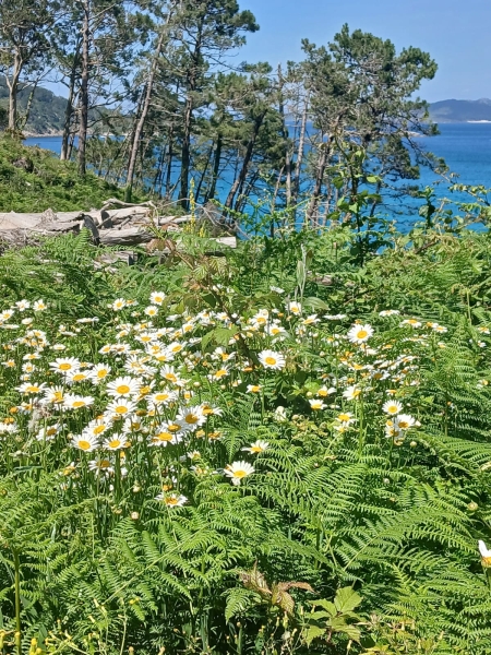 2025/05/23: First positive results on the conservation status of island habitats in San Martiño (Galicia)