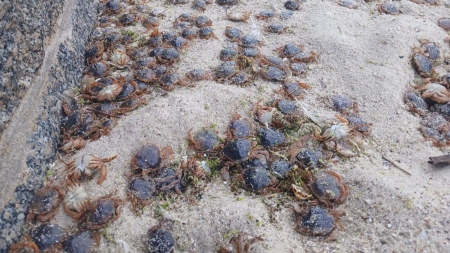 2026/06/27: Chegada masiva de patexo nas Illas Cíes (Galicia)