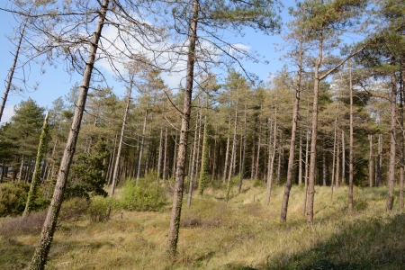 2024/02/20: Pospúxose a controvertida etapa de corta de plantíos forestais para a restauración de dunas vencellada ao proxecto LIFE INSULAR en Murvagh