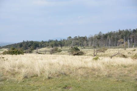 2023/12/04: A planificación da eliminación de plantacións forestais de Murvagh e a restauración das dunas detállanse nunha reunión.