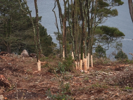 2025/04/07: Replicación da metodoloxía de LIFE INSULAR no anelamento e eliminación de invasoras en Cíes (Galicia)