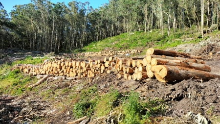 2026/04/13: Gran esforzo para a eliminación de eucaliptos nas Illas Cíes co obxectivo da restauración dos ecosistemas naturais